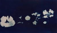 Hafsa Moin, 17 x 22 Inch, Cyanotype, Abstract Painting, AC-HAFM-001